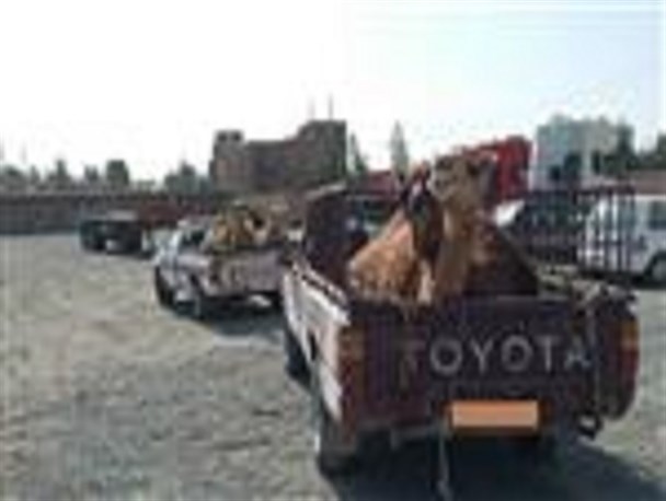 کشف 4 نفر شتر قاچاق در نهبندان