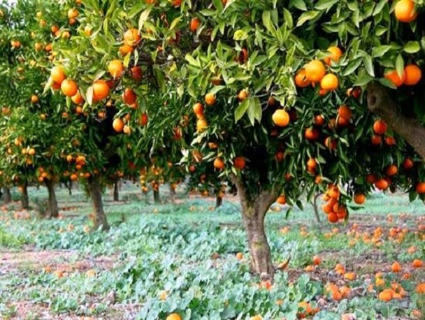 ذخیره‌سازی ۱۷۵ هزار تن مرکبات در قائم‌شهر