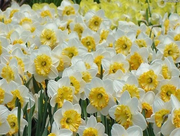 کارآفرینی با عطر گل نرگس در آزادشهر