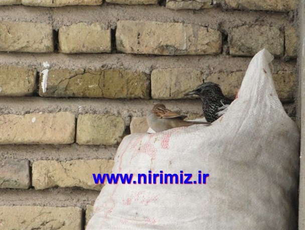 تصاویر/ کولاک اردبیل و بی خانمانی پرندگان