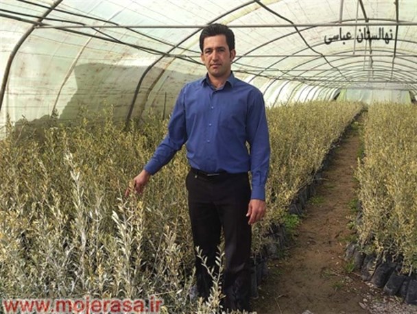 کار آفرین طارمی خبر داد: تولید 200 هزار تن انار و زیتون در سال