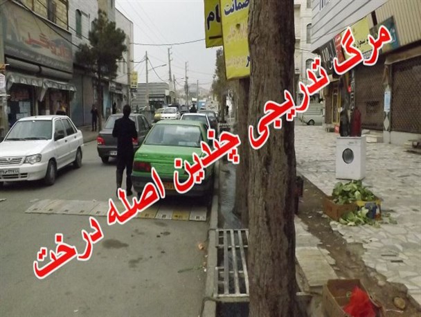 مرگ تدریجی درختان کاج خیابان کاج (شریعتی) شهر قدس