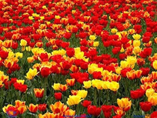 گلها هم قاچاقی به دست ما می‌رسند