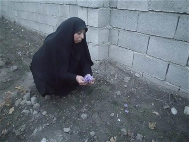 کشت موفقیت آمیز طلای سرخ در قالب طرح اقتصاد مقاومتی