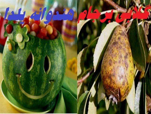 هندوانه یلدا و گُلابی برجام؛ میوه هایی که برای مردم گران تمام می شود