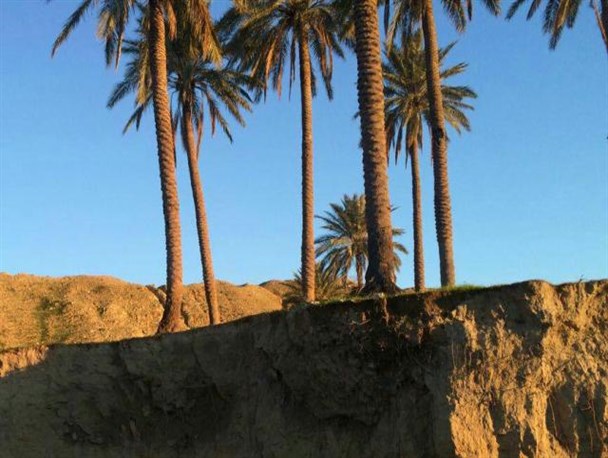 مرگ خاموش نخلها در "چم امام حسن (ع)" گیلانغرب+ تصویر