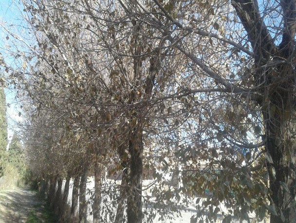 گزارش تصویری از پاییز؛ بهاریست که عاشق شده است