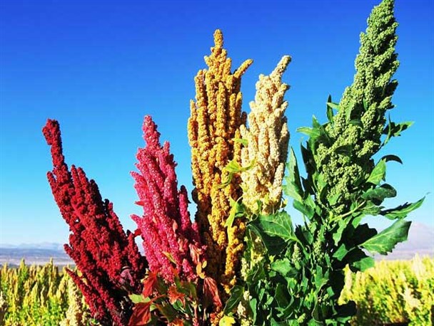 کشت خاویار گیاهی 7هزار ساله در میرجاوه