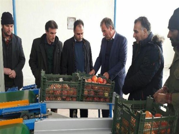 اجرای نخستین پروژه بسته بندی و سورتینگ میوه در میاندوآب