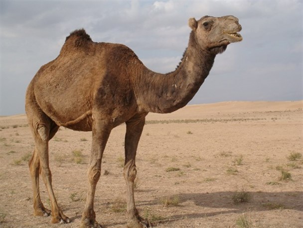 واردات شتر بلای جان صنعت شترداری کشور