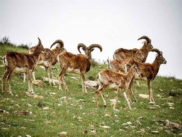 انقراض قوچ و میش در پناهگاه کیامکی/ آمار اشتباه با هدف خلط مطلب
