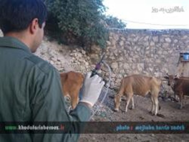 واکسینه شدن دامهای سنگین شهرستان خداآفرین علیه بیماری تب برفکی