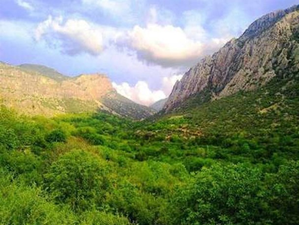 اختصاص 50 درصد اعتبارات برای احیای بلوط