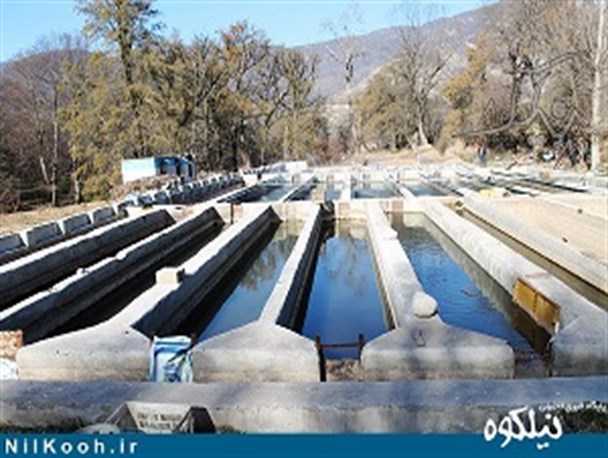 پرورش ماهی در روستای بش اویلی رونق گرفت + تصاویر