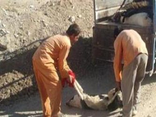 آغاز عملیات سگ کشی توسط شهرداری چلگرد