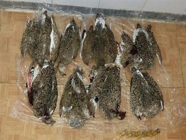دستگیری یک شکارچی غیرمجاز زنگوله بال+عکس