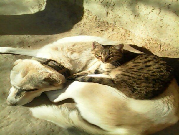 همزیستی دوستانه دو گربه سان در  کَرناوه شیرین