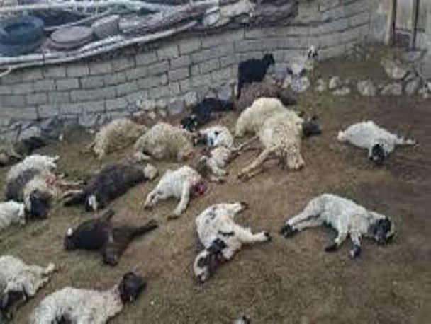 تلف شدن ۵۰ راس دام در چاراویماق بر اثر آتش سوزی طویله