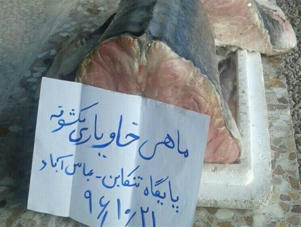 کشف 28 کیلوگرم ماهی خاویاری در تنکابن