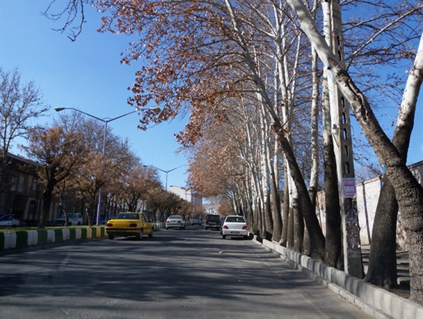 خشکاندن درختان کهنسال مراغه در خواب زمستانی مسئولین