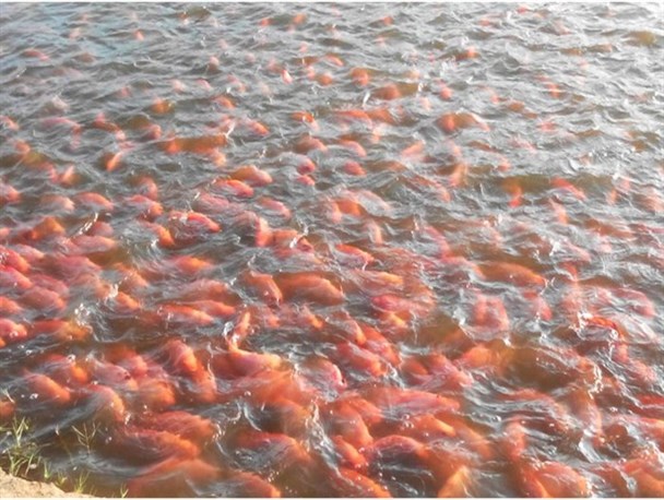 اشتغال‌زایی گسترده در صنعت شیلات خراسان جنوبی با پرورش ماهی تیلاپیا