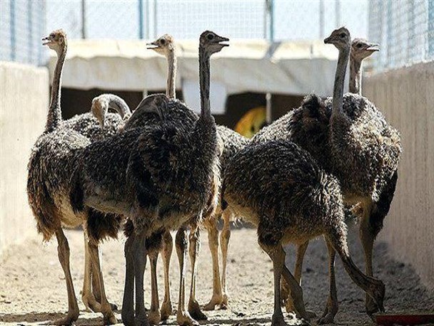 جوان دلیجانی در سنگر اقتصاد مقاومتی کارآفرین شد/اشتغالزایی برای ۳ نفر با پررورش شتر مرغ