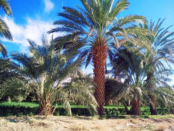 گزارش تصویری از طبیعت چشم نواز روستای "شندان"سوران