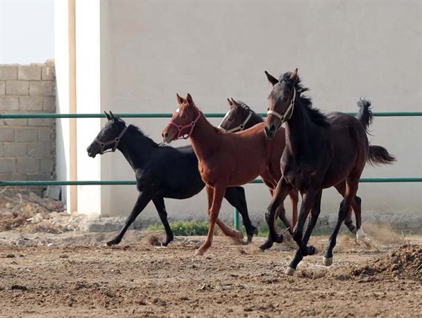 مزرعه 50 راسی پرورش اسب در میبد به بهره برداری رسید +تصاویر