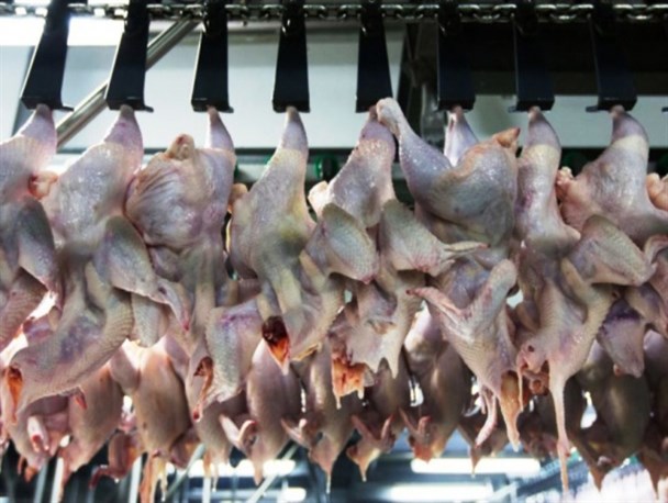بیش از ۱۰۰۰ تن گوشت مرغ جهت تنظیم بازار توزیع شد
