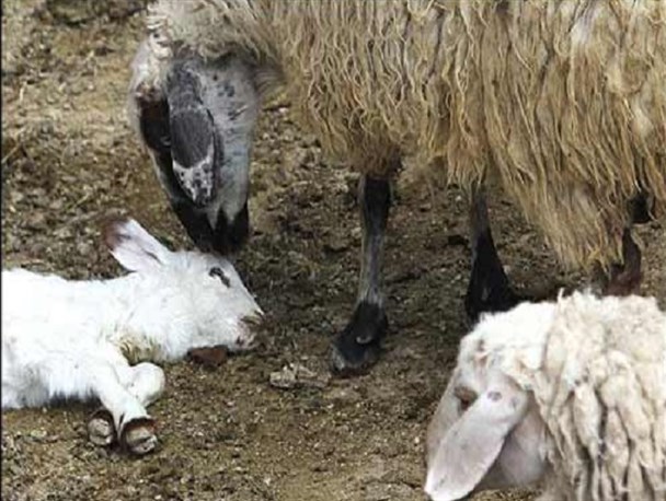 شیوع بیماری طب برفکی در برخی مناطق کاشمر