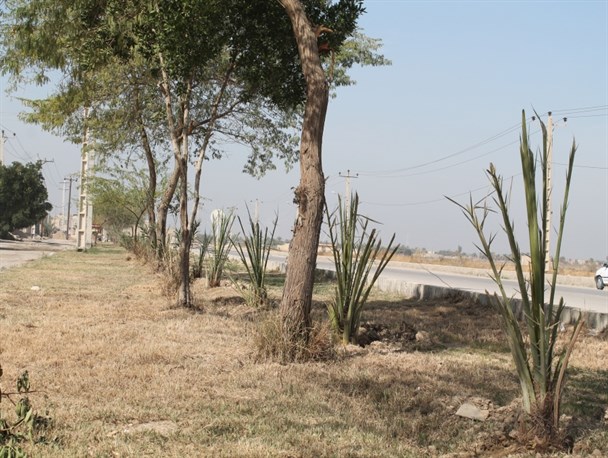 با غرس بیش از ۲۰۰۰ اصله نهال خرما ،شادگان رنگ و بوی جنوبی گرفت