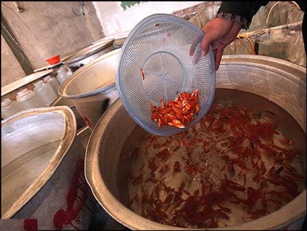 از رهاسازی ماهی قرمز در رودخانه ها خودداری کنید/ احتمال شیوع عفونت های گوارشی از ماهی های غیر بهداشتی