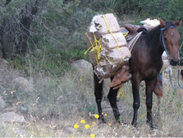 زمانی برای مستی اسب دوستان!
