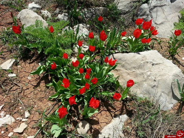 کردستان، استانی با هزاران نگین درخشان و زمردهای پنهان