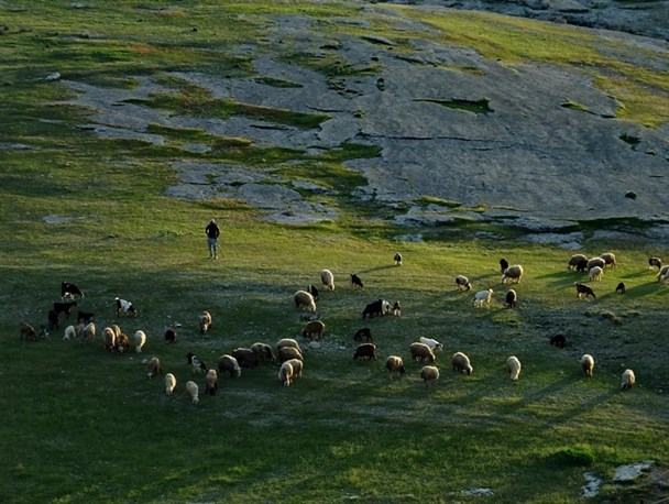 بوی خوش صفا در "بن پیر" گچساران+تصاویر