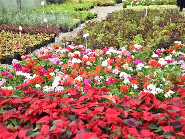 گل هایی به طراوت بهار