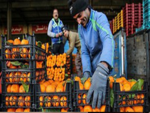 هیچگونه کمبودی برای میوه شب عید در یزد نداریم/ فعلا خبری از میوه تنظیم بازار در یزد نیست