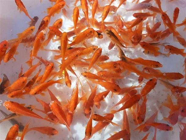 باطن خطر ناک ماهی گلی مهربان/ مراقب این کوچولوی قرمز باشید