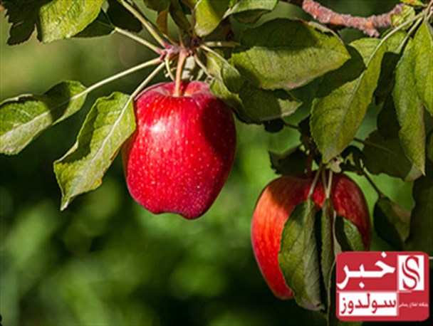 کاهش 35درصدی تولید محصولات کشاورزی در نقده