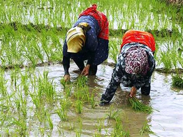 شالیزاری‌های مازندران با کمبود منابع آبی مواجه است/درگیری استان برنج با 210 هزار کتار خوشه زرین