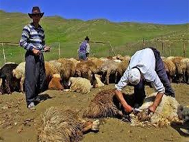 تولید 150 تنی پشم مرغوب در شهرستان دره شهر