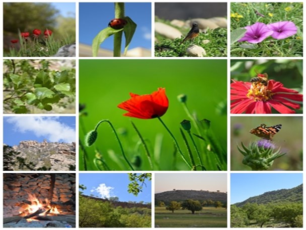 زیبایی های لنده از دریچه دوربین عکاسان لنده ای