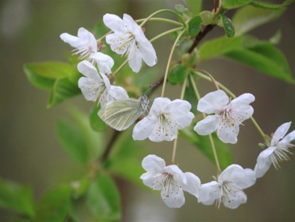 طبیعت زیبای بهاری کلیبر