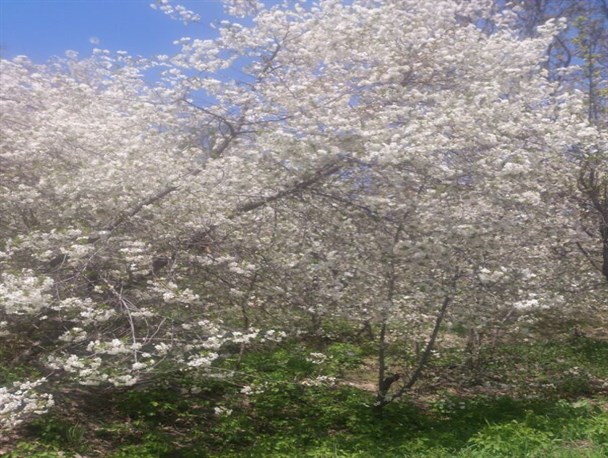 گلمکان؛ شهر شکوفه های گیلاس+تصاویر