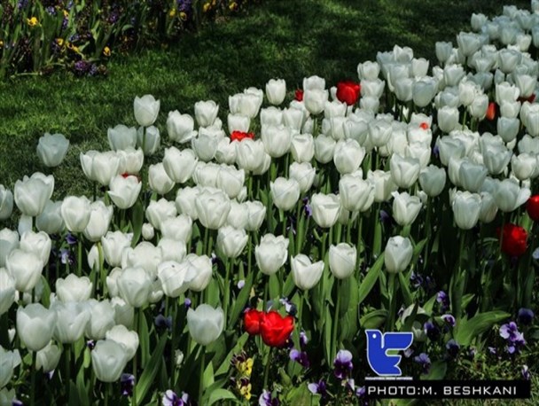 جشنوراه گل های لاله در پارک ملت