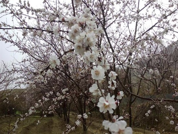 کاهش دمای کنونی استان زنجان خسارت زیادی به باغداران وارد می کند/ بیدار ماندن برای حفظ منابع و تولیدات داخلی ارزشمند است
