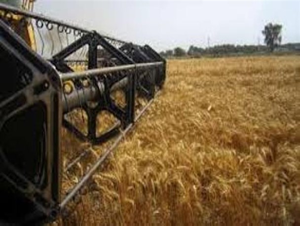 پیش بینی برداشت بیش از ۲ هزار تن گندم از مزارع میناب