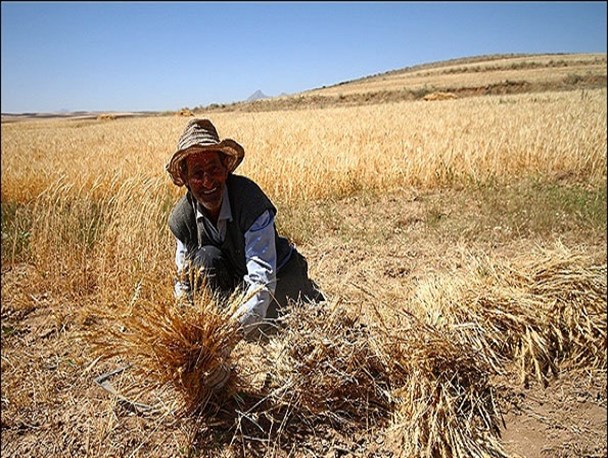 آغاز برداشت گندم از مزارع غرب هرمزگان