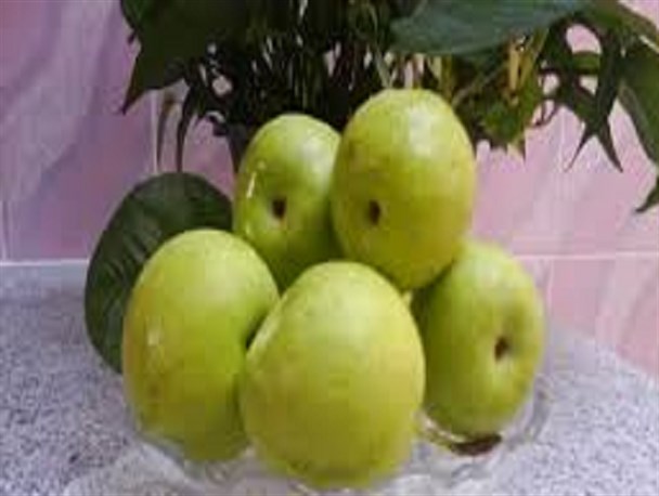 سِبری خمینی شهر رو به انقراض است