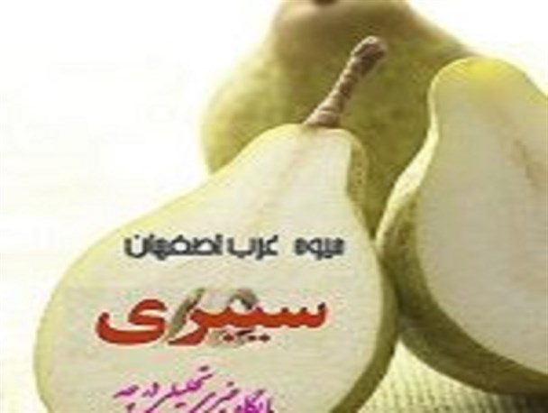 سیبری خمینی شهر رو به انقراض است